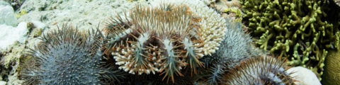 Crown of thorns starfish on coral reef