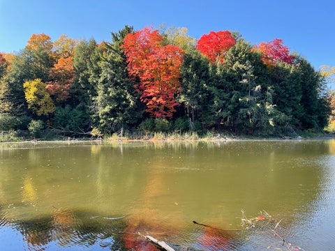 A photo taken in the Grand River Watershed by Judith Koeller. Trees with green and red leaves stand at the edge of water.