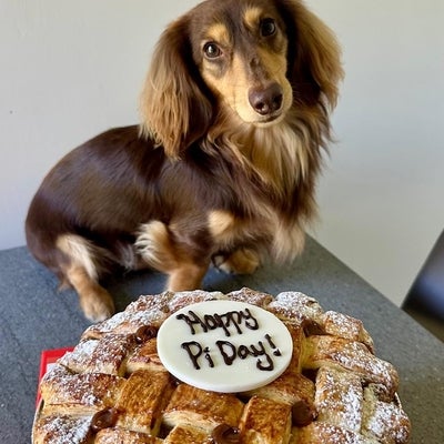 pie and brown dog