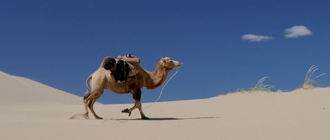 Camel walking in desert