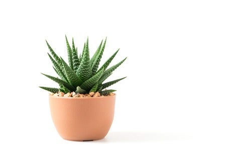 An image of a small succulent