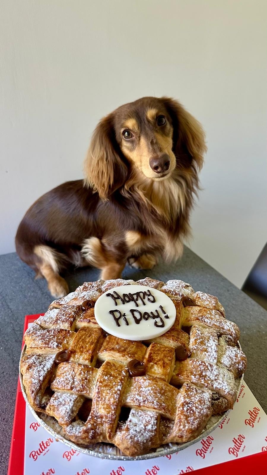 pie and brown dog