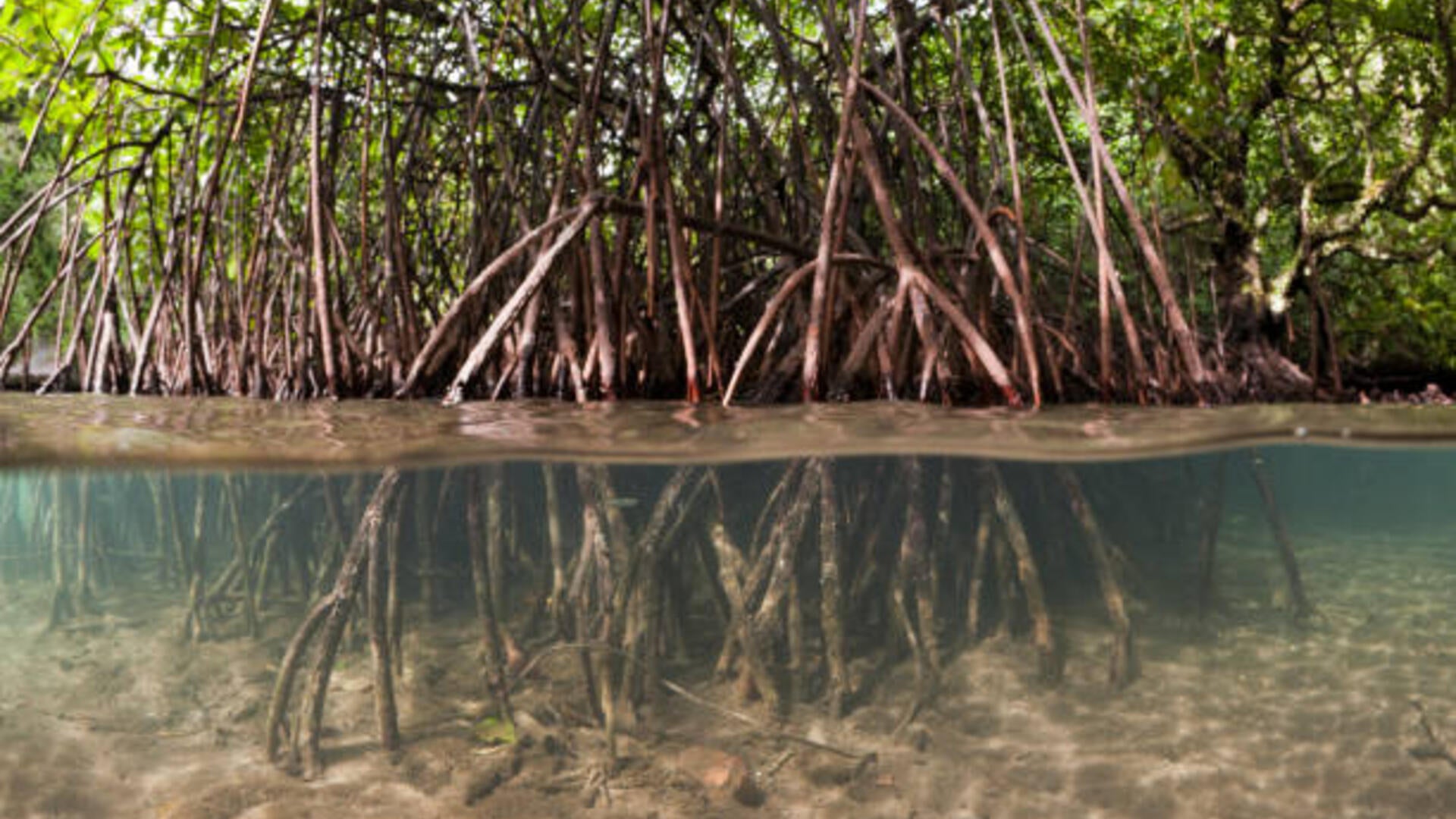 Mangrove roots in water