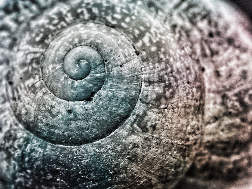 Fractal in shell