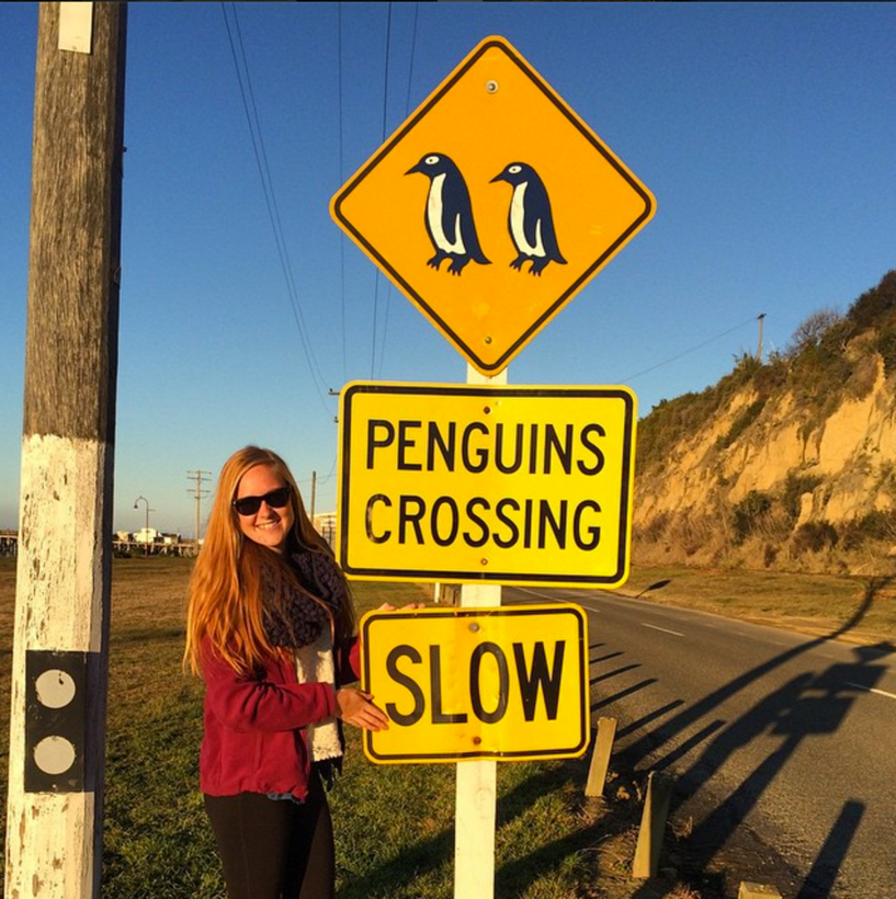 penguins crossing signs states slow down in New Zealand