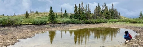 Person collects a water sample from a pond surrounded by trees. 