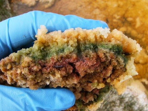 A hand wearing a blue glove, holding a yellow, green, and purple microbial mat. 