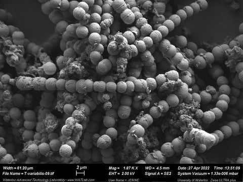 Coccoid cyanobacteria cells observed using a microscope. 