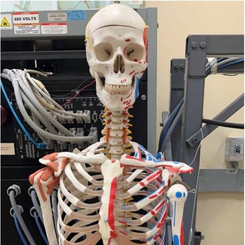 A skeleton model