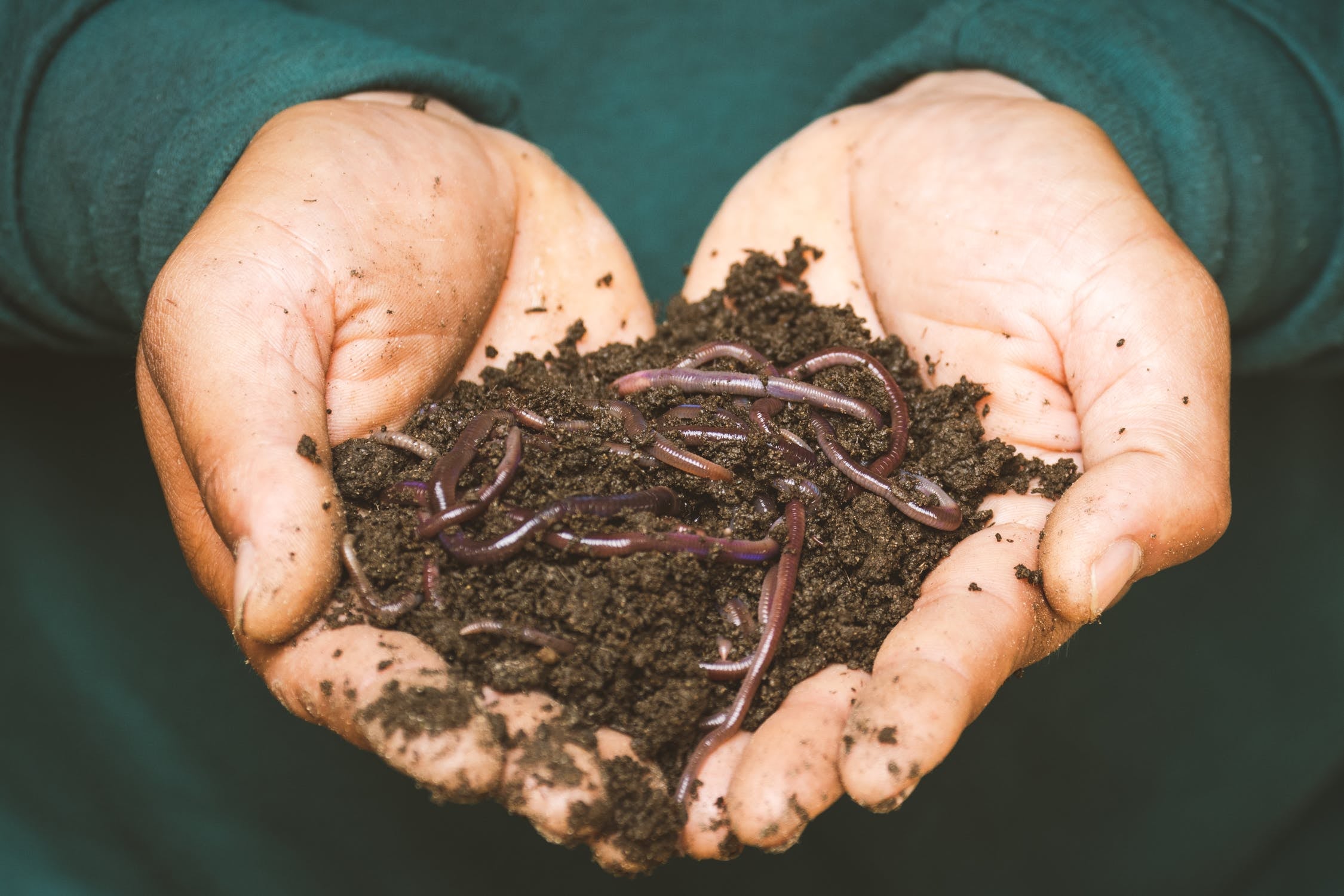 Hand holding worms in dirt