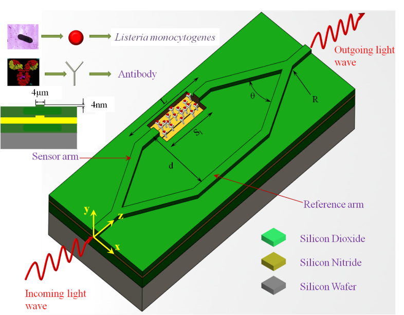 Mach-Zehnder Interferometer (MZI) biosensor for the detection of Listeria Monocytogenes.