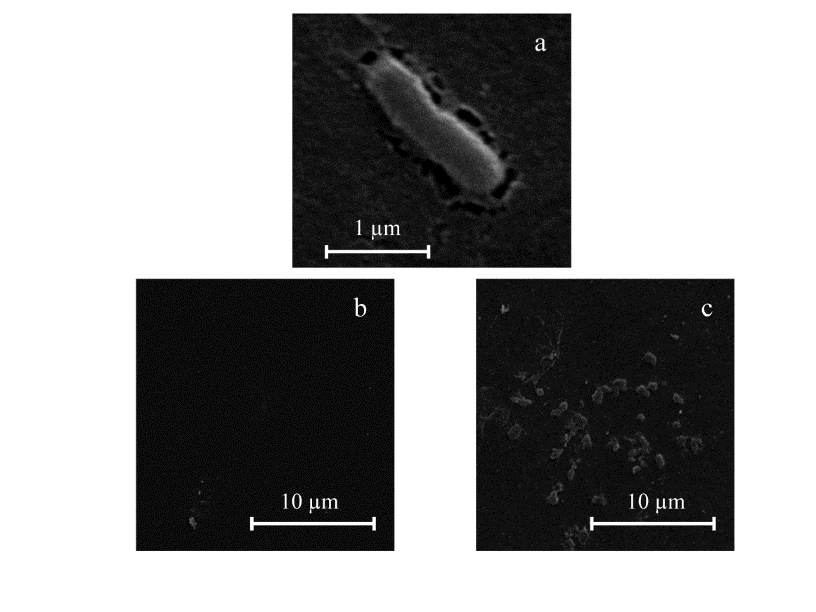 Microscopic view of Listeria Monocytogenes.