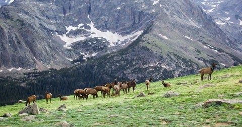 Herd of Goats on Green Grass Field Near Mountain