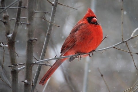 Red cardinal on tree branch