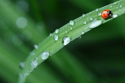 Red lady bug in dewy green grass 