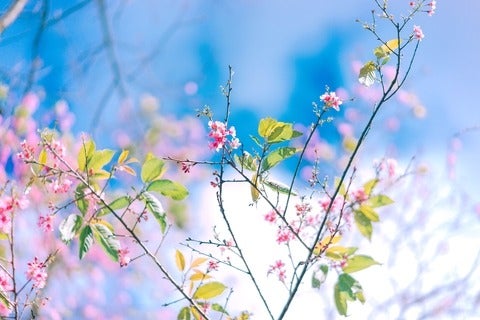 Pink flowering plant with branches 