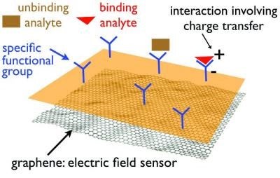 A Schematic diagram of detecting bio-molecules based on charge transfer in a FET graphene sensor