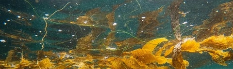 yellow seaweed under blue water