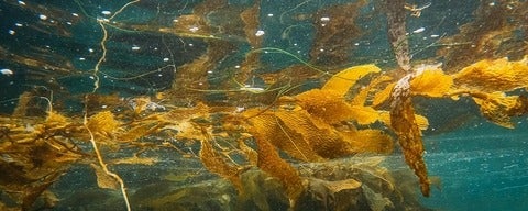 yellow seaweed under water