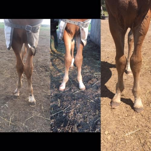 Three pictures show the results of Brian's work over time, slowly straightening a foal's legs.