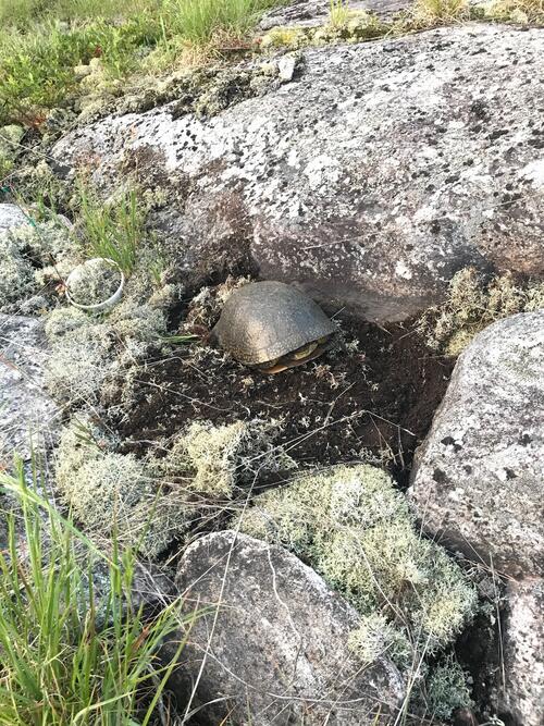 Blanding's turtle at new nesting site.