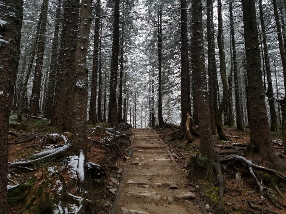 Snowy forest trail