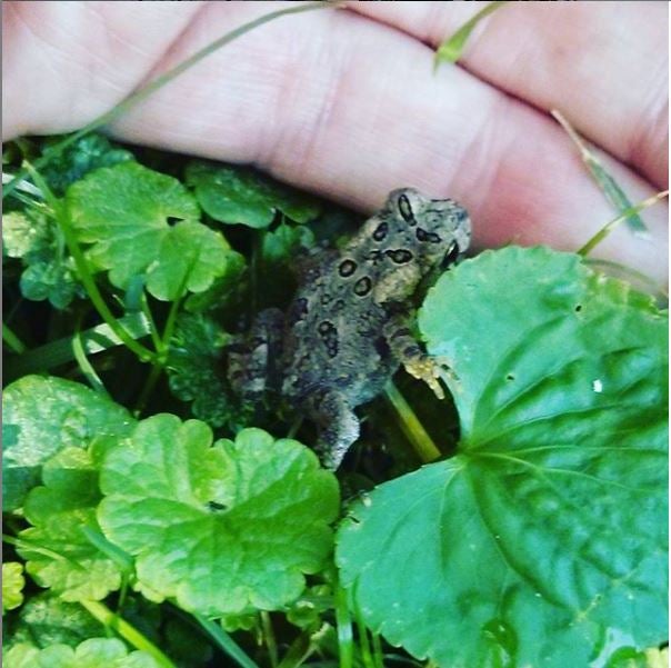 Tiny frog in green leaves