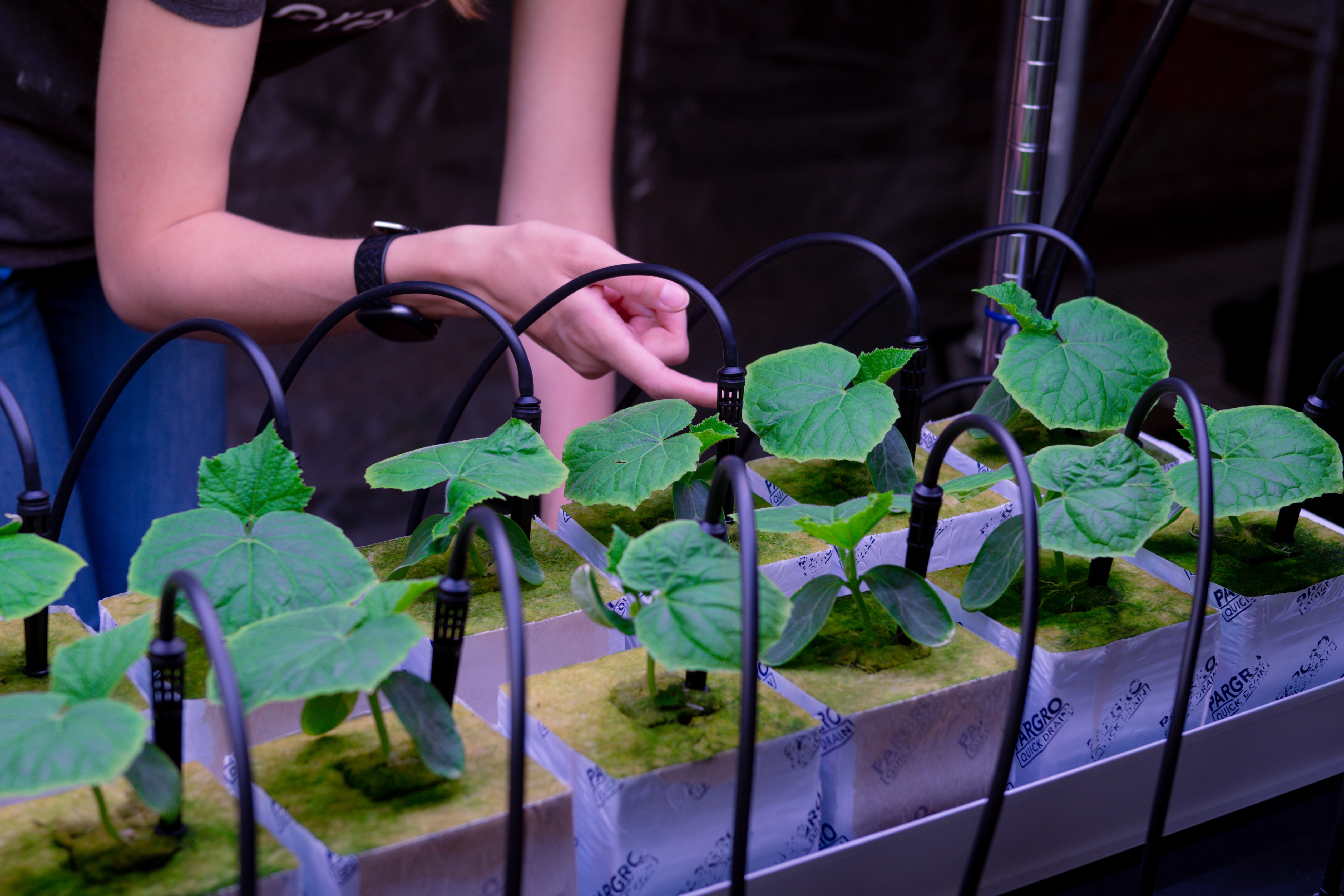 Newly planted cucumber plants.