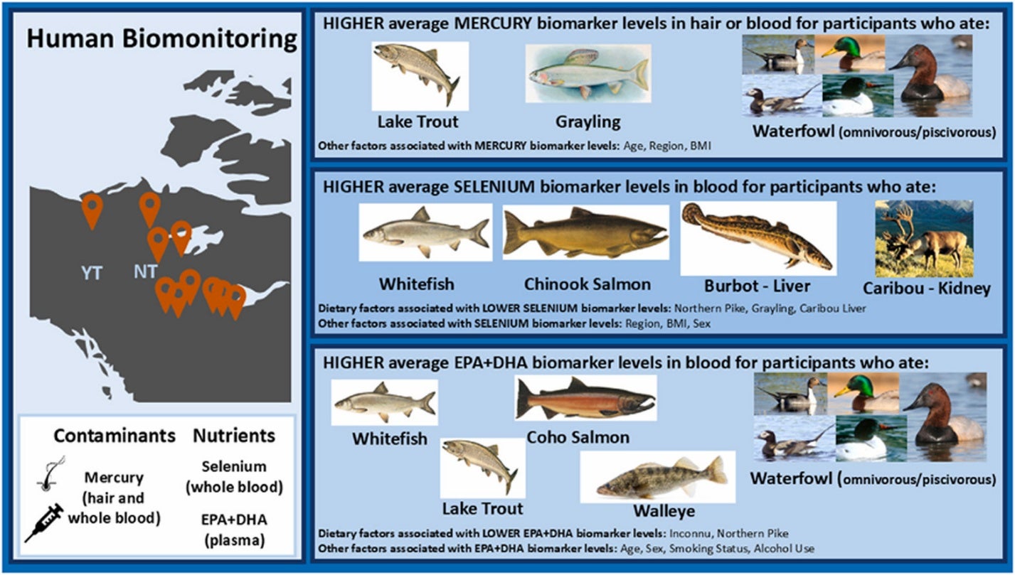 A poster showing a graphic abstract of higher average mercury biomarker levels in hair or blood among participants who eat certa