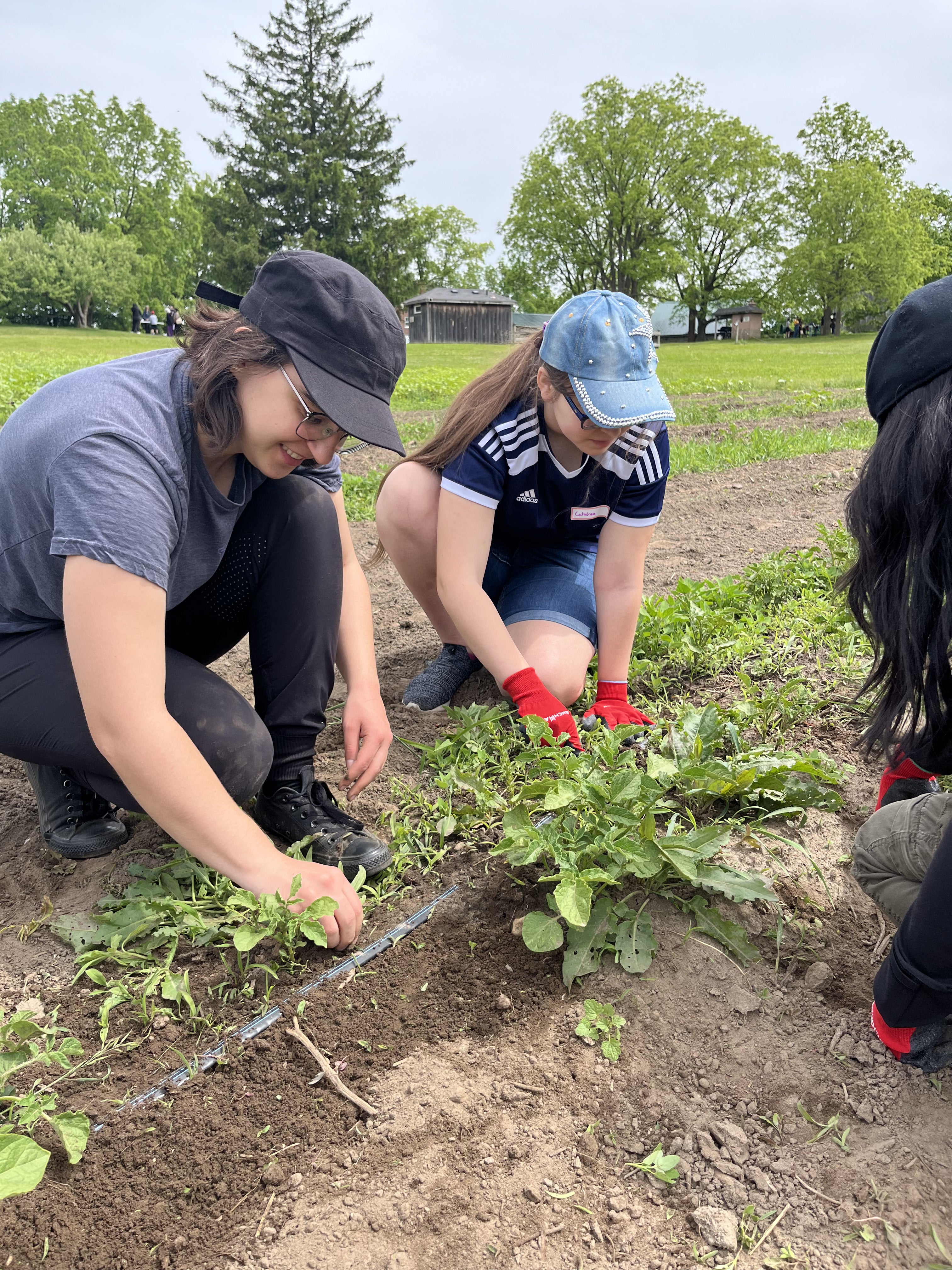 Nurture students planting vegetables in a garden 