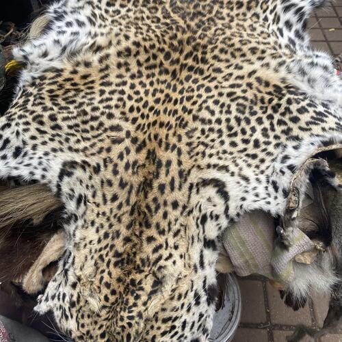 Stretched leopard skin in a market
