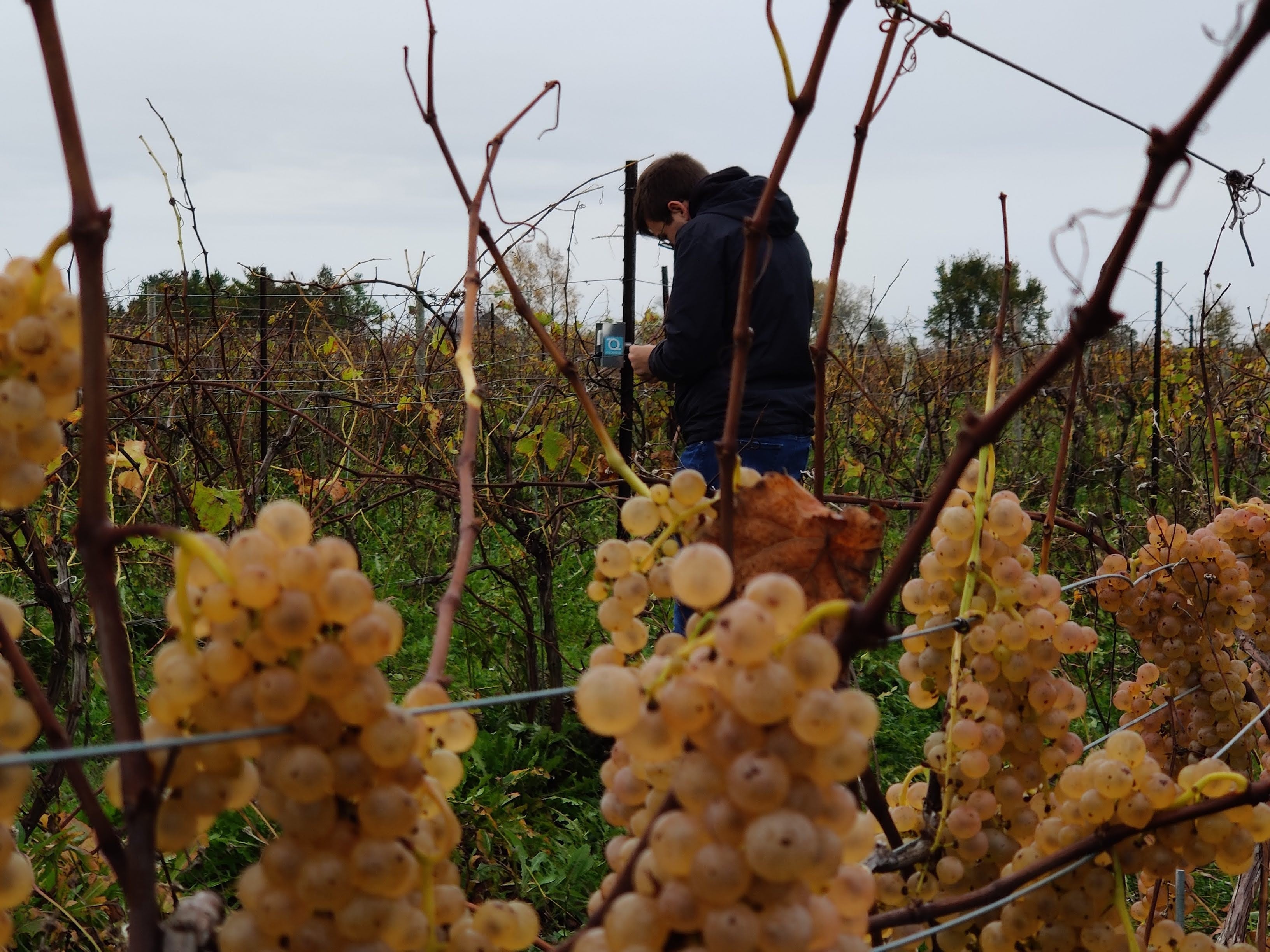 Jack working in the vineyard