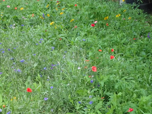meadow of wildflowers