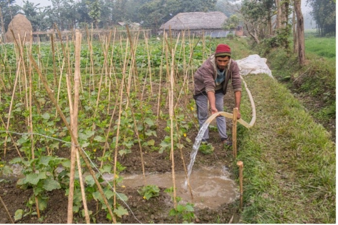 Vegetable farmer using solar pump