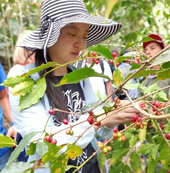 Maggie Chang picking coffee