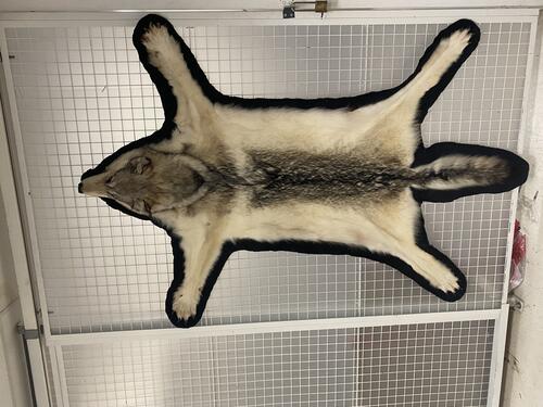 Wolf skin stretched out on a door