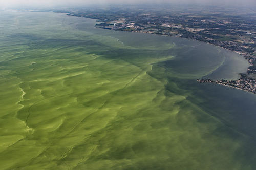 Algal blooms in Lake Erie.