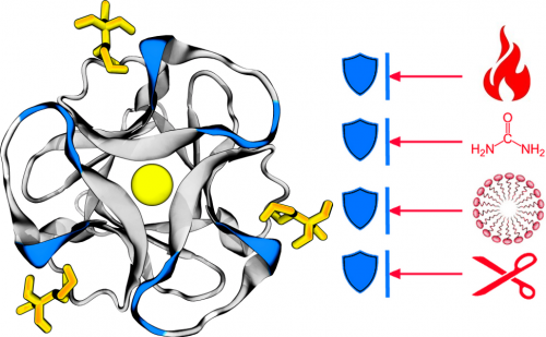 A small glycan binding protein without disulphides