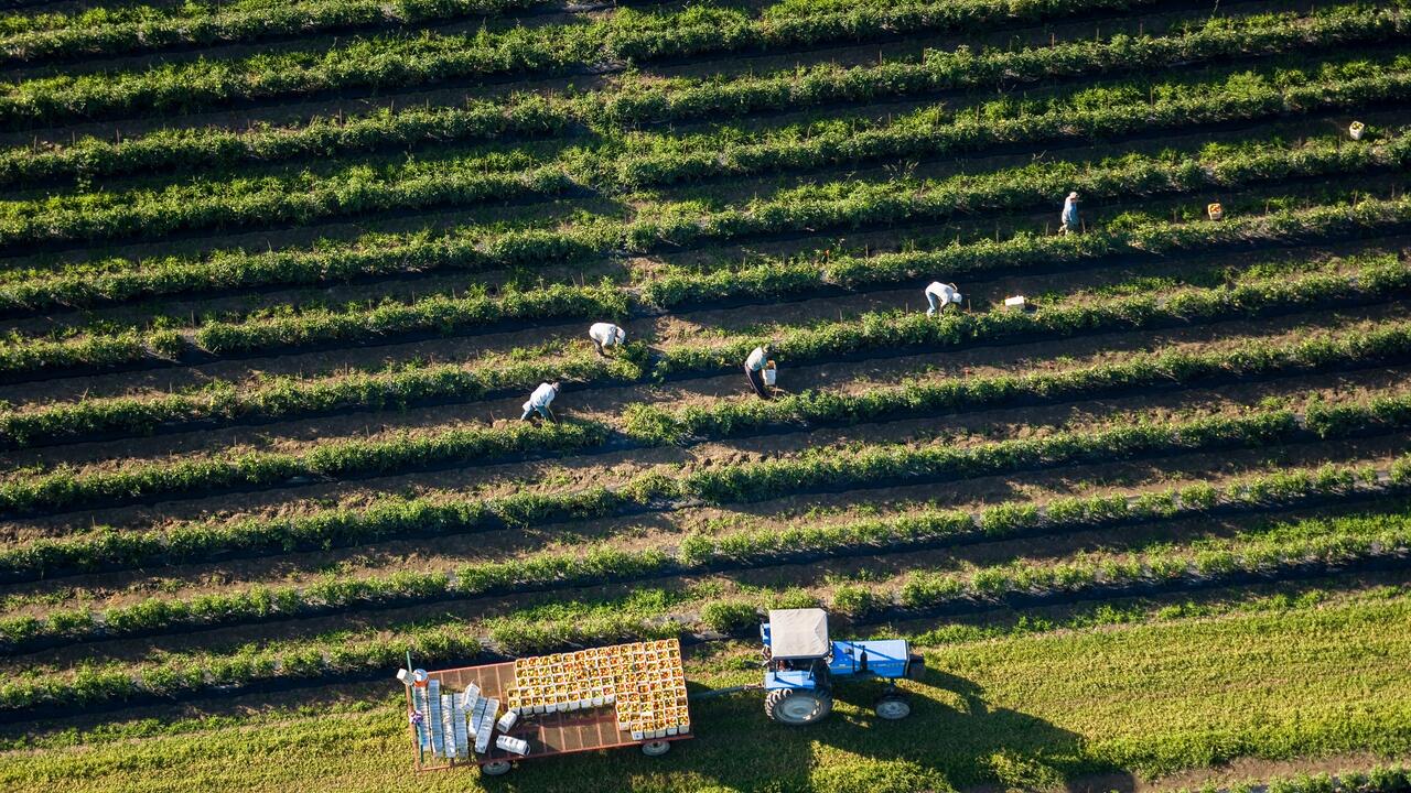 Aerial view of a tractor on a large green field