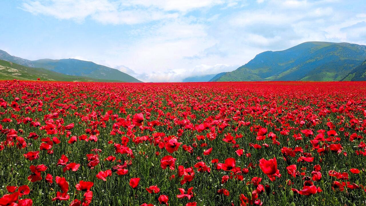 Poppies in Flanders Fields