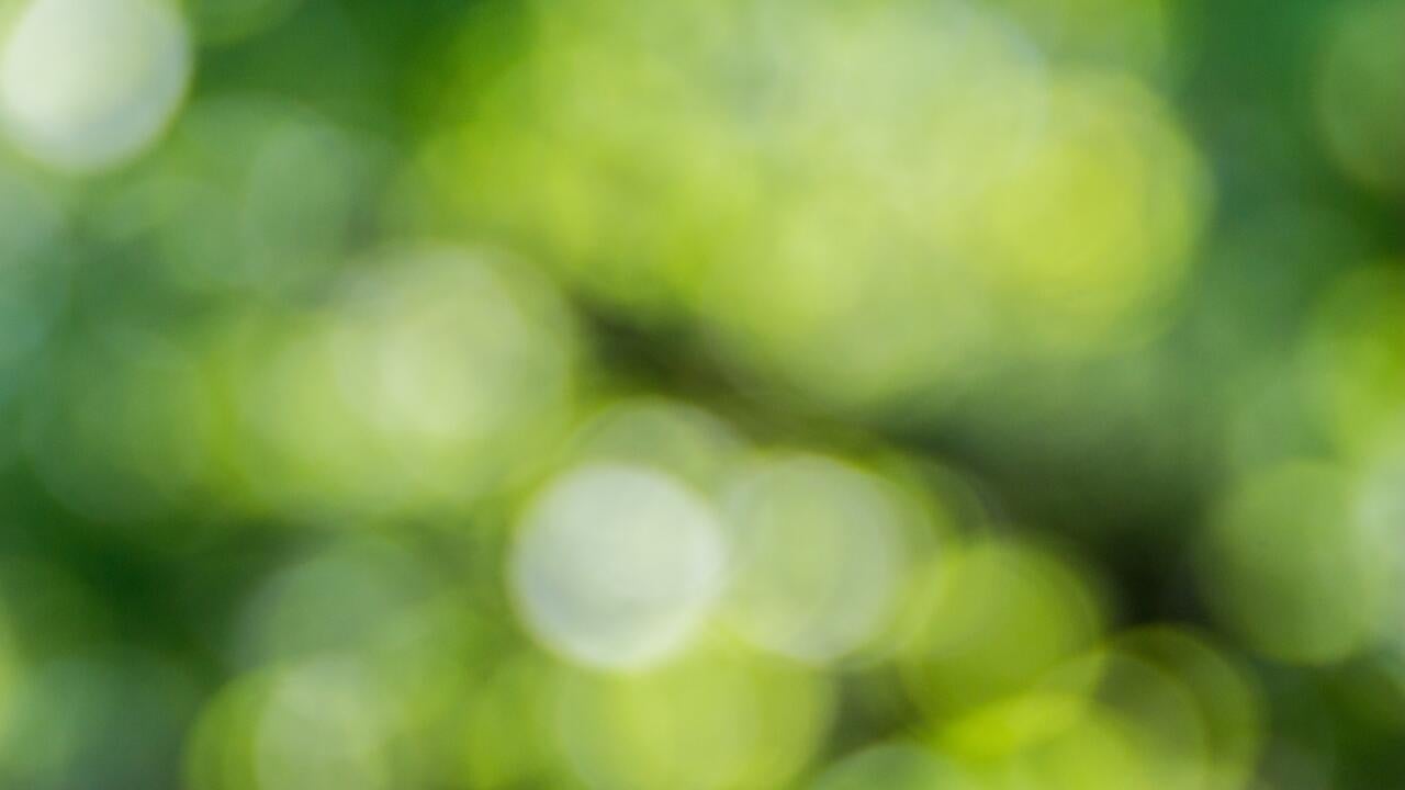 green tree leves out of focus