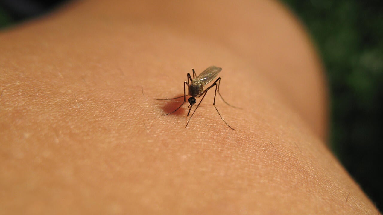 Mosquito on a human arm