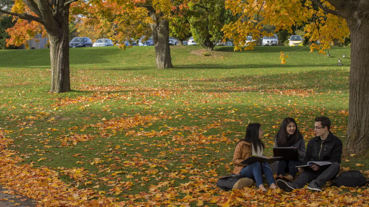 Students sitting beneath a tree surrounded by fallen leaves 