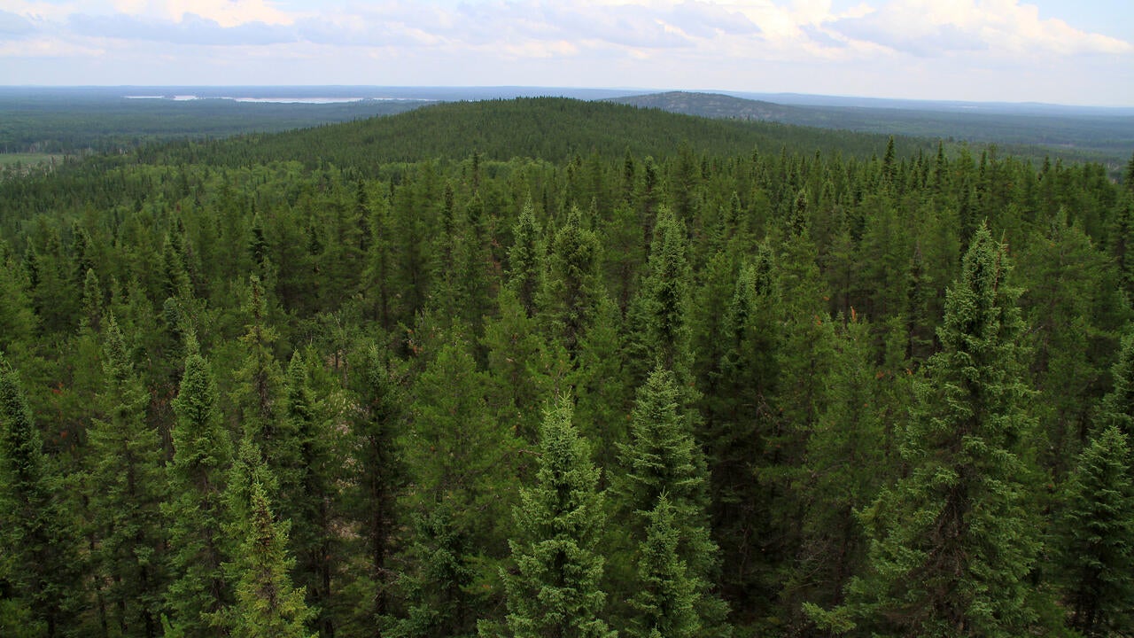 wide expanse of coniferous trees
