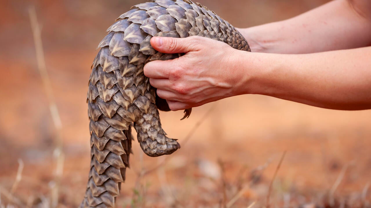 person lifting up a baby Cape pangolin from the ground