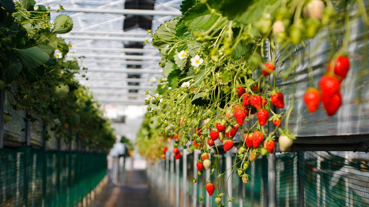 Strawberries being grown in a greenhouse 