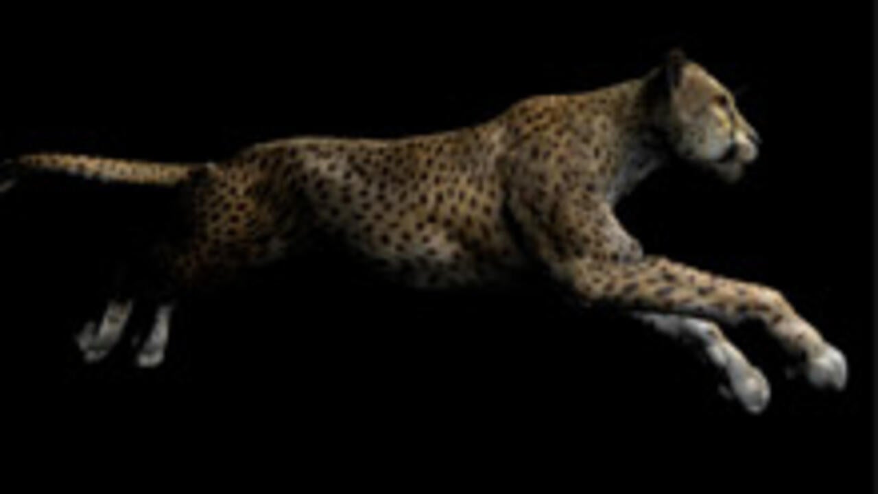 Cheetah running