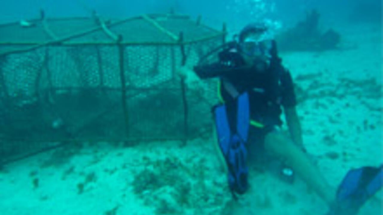 Cheryl Chan scuba diving 