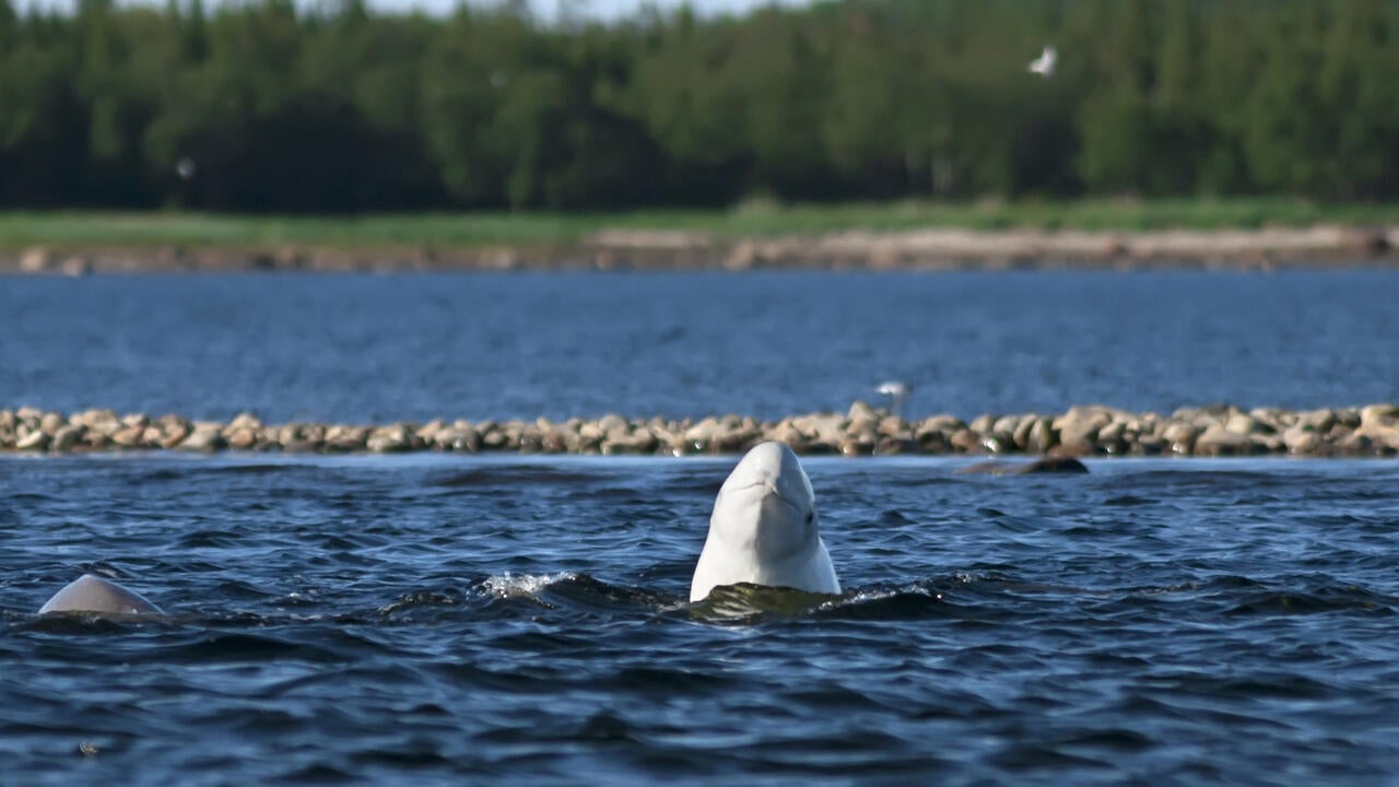 Beluga whale popping head up out of the water