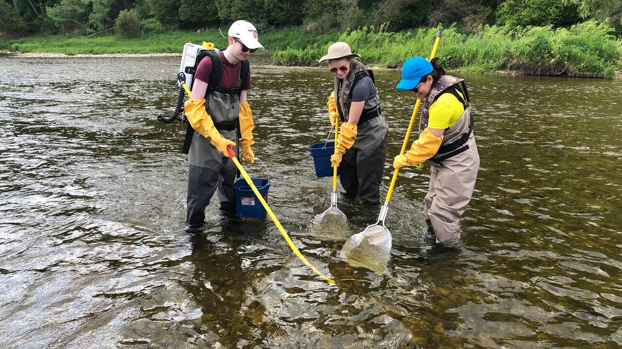 Three people standing in a stream collecting fish with nets